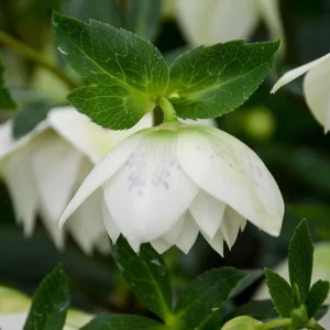 Hellebore 'Confetti Cake' Live Plant - Lenten Rose Perennial - 5.25