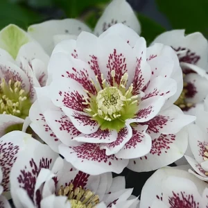 Hellebore 'Confetti Cake' Live Plant - Lenten Rose Perennial - 5.25