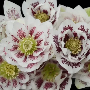 Hellebore 'Confetti Cake' Live Plant - Lenten Rose Perennial - 5.25