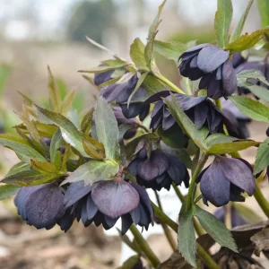 Hellebore 'Dark and Handsome' Live Plant - Perennial Lenten Rose in 5.25