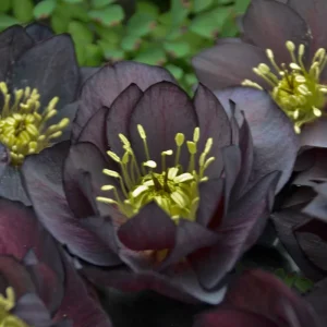 Hellebore 'Dark and Handsome' Live Plant - Perennial Lenten Rose in 5.25