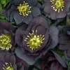 Hellebore 'Dark and Handsome' Live Plant - Perennial Lenten Rose in 5.25" Pot - Image 1