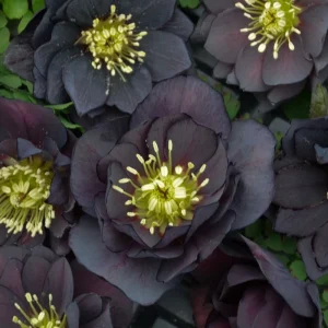 Hellebore 'Dark and Handsome' Live Plant - Perennial Lenten Rose in 5.25