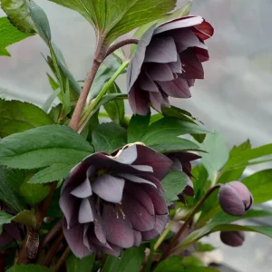Hellebore 'Dashing Groomsmen' Live Plant – 5.25