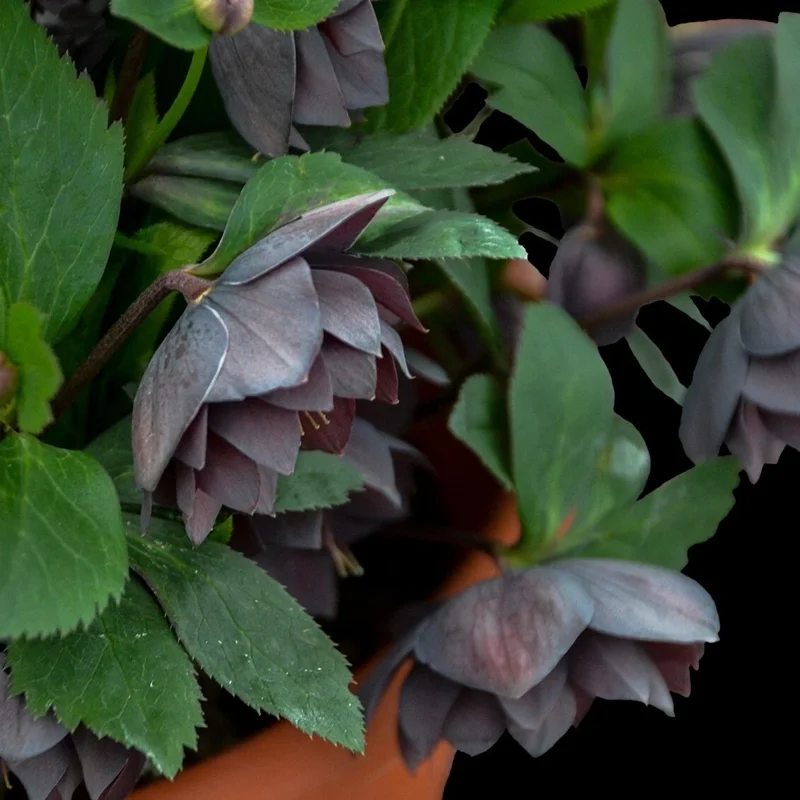 Hellebore 'Dashing Groomsmen' Live Plant – 5.25" Pot Perennial Lenten Rose - Image 2