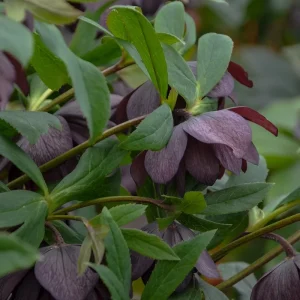 Hellebore 'Dashing Groomsmen' Live Plant – 5.25
