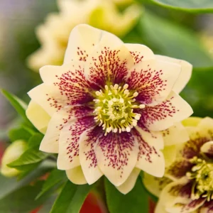 Hellebore Father of the Bride Live Plant – 5.25
