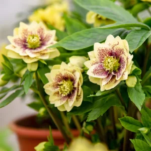 Hellebore Father of the Bride Live Plant – 5.25