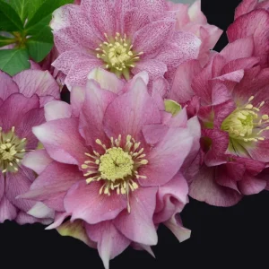 Hellebore Maid of Honor Live Perennial Plant – 5.25