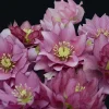 Hellebore Maid of Honor Live Perennial Plant – 5.25" Pot Lenten Rose Outdoor Flower - Image 1