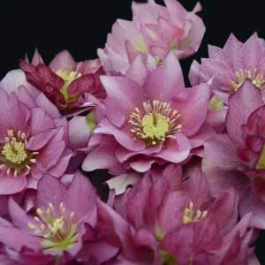 Hellebore Maid of Honor Live Perennial Plant – 5.25