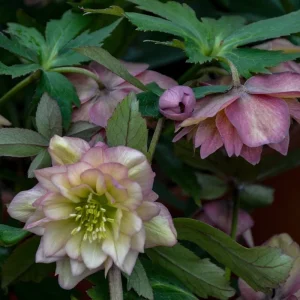 Hellebore 'Mother of the Bride' Live Plant – 5.25