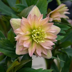 Hellebore 'Mother of the Bride' Live Plant – 5.25