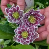 Hellebore Shotgun Wedding Live Plant – 5.25" Pot – Perennial Shade Flower - Image 1