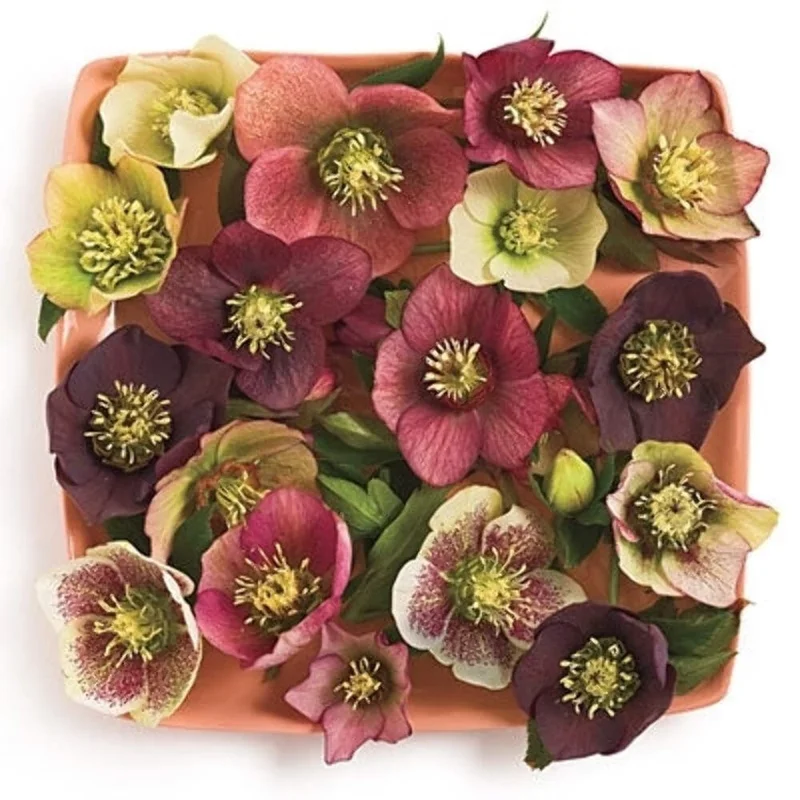 Hellebore Sunshine Selections Live Plant – 5.25" Pot – Well Rooted Perennial Shade Plant - Image 1