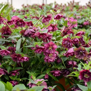 Hellebore True Love Live Plant – 5.25 Inch Pot – Well-Rooted Perennial Shade Plant - Image 2