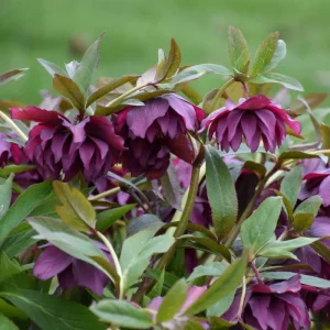 Hellebore True Love Live Plant – 5.25 Inch Pot – Well-Rooted Perennial Shade Plant - Image 3