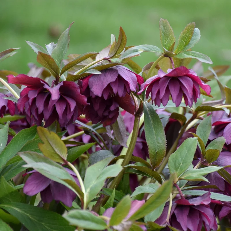 Hellebore True Love Live Plant – 5.25 Inch Pot – Well-Rooted Perennial Shade Plant - Image 3