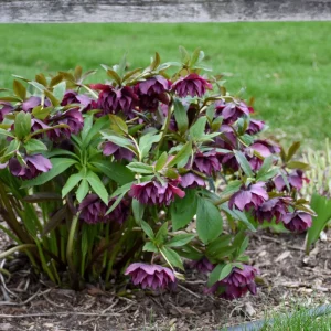 Hellebore True Love Live Plant – 5.25 Inch Pot – Well-Rooted Perennial Shade Plant - Image 4