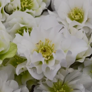 Hellebore Wedding Bells Perennial Plant - Live Lenten Rose - 5.25 inch Pot - Image 2