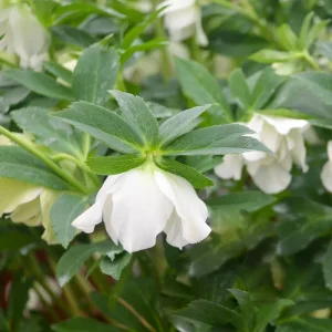 Hellebore Wedding Bells Perennial Plant - Live Lenten Rose - 5.25 inch Pot - Image 3