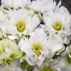 Hellebore Wedding Bells Perennial Plant - Live Lenten Rose - 5.25 inch Pot - Image 1