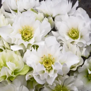 Hellebore Wedding Bells Perennial Plant - Live Lenten Rose - 5.25 inch Pot - Image 1