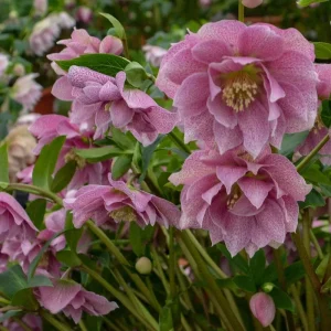 Hellebore Wedding Crasher Live Plant – 5.25