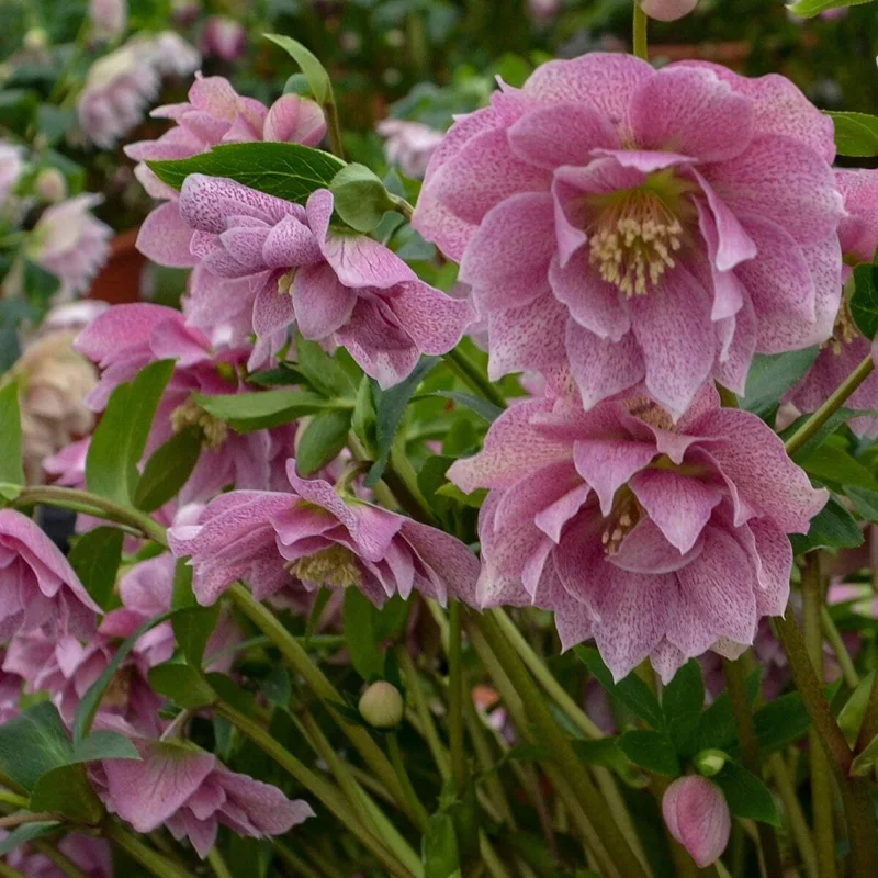 Hellebore Wedding Crasher Live Plant – 5.25" Pot – Well Rooted Perennial Shade Plant - Image 2