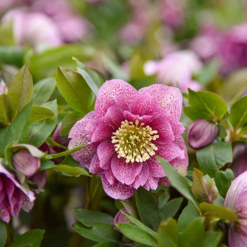 Hellebore Wedding Crasher Live Plant – 5.25" Pot – Well Rooted Perennial Shade Plant - Image 3
