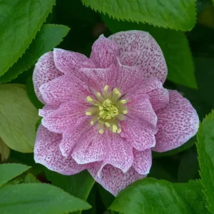 Hellebore Wedding Crasher Live Plant – 5.25