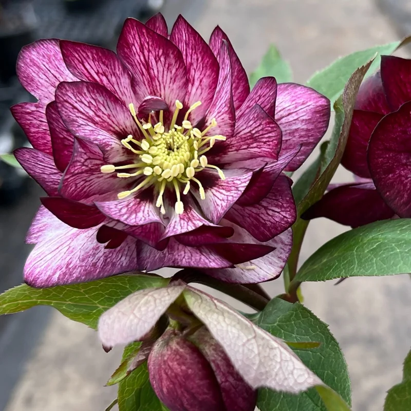 Hellebore Whirlwind Romance Live Perennial Plant – 5.25" Pot Lenten Rose Outdoor - Image 2