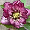 Hellebore Whirlwind Romance Live Perennial Plant – 5.25" Pot Lenten Rose Outdoor - Image 1