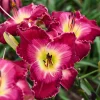 Hemerocallis 'Blood, Sweat & Tears' Daylily Live Plant – Perennial Outdoor Flower - Image 1