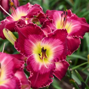 Hemerocallis 'Blood, Sweat & Tears' Daylily Live Plant – Perennial Outdoor Flower - Image 1