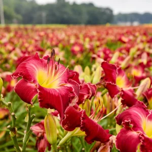 Hemerocallis 'Blood, Sweat & Tears' Daylily Live Plant – Perennial Outdoor Flower - Image 2