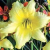 Hemerocallis Daylily Big Time Happy Yellow Live Flower Plant Reblooming - Image 1