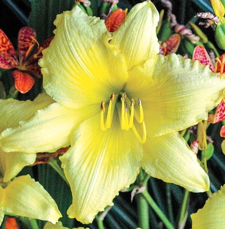 Hemerocallis Daylily Big Time Happy Yellow Live Flower Plant Reblooming - Image 1