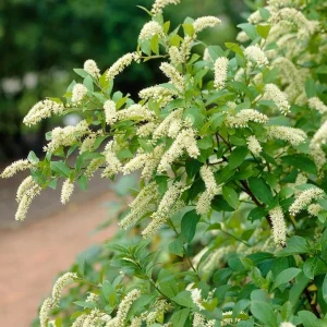 Henry's Garnet Virginia Sweetspire Live Plant – Red Fall Foliage – Outdoor Shrub - Image 1