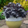 Heuchera 'Black Pearl' Coral Bells Live Plant - Dark Foliage Perennial - Image 1