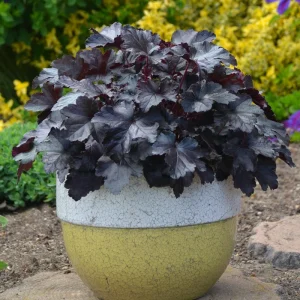 Heuchera 'Black Pearl' Coral Bells Live Plant - Dark Foliage Perennial - Image 1