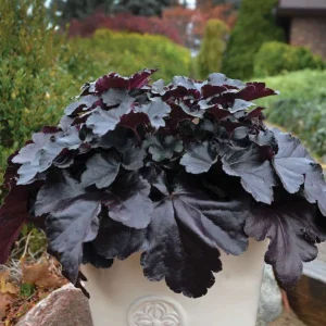 Heuchera 'Black Pearl' Coral Bells Live Plant - Dark Foliage Perennial - Image 2