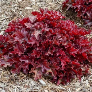Heuchera Cherry Truffles Coral Bells – Perennial Live Plant – Outdoor Garden - Image 2