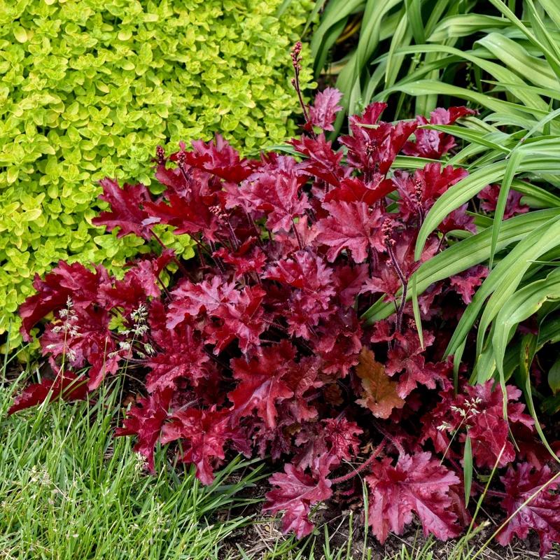 Heuchera Cherry Truffles Coral Bells – Perennial Live Plant – Outdoor Garden - Image 1
