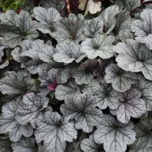 Heuchera 'Smoke & Mirrors' Coral Bells Live Plant - Perennial Outdoor - Image 2