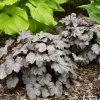Heuchera 'Smoke & Mirrors' Coral Bells Live Plant - Perennial Outdoor - Image 1