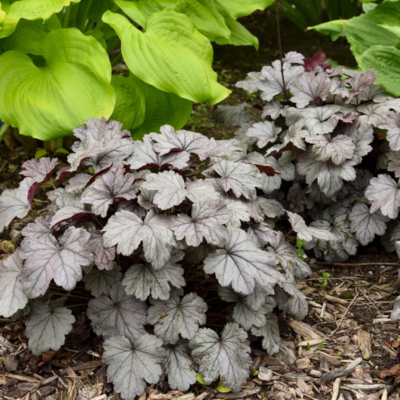 Heuchera 'Smoke & Mirrors' Coral Bells Live Plant - Perennial Outdoor - Image 1