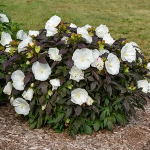 Hibiscus Cookies and Cream Live Plant – 5.25