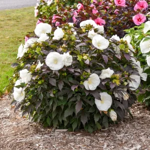 Hibiscus Cookies and Cream Live Plant – 5.25