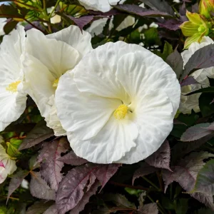 Hibiscus Cookies and Cream Live Plant – 5.25